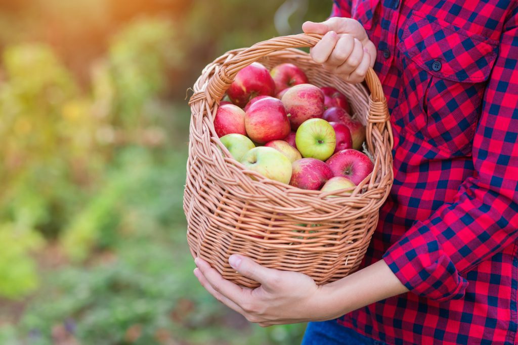 graphicstock unrecognizable young woman in red shirt harvesting apples B00Pdy0bZ 1024x683 1